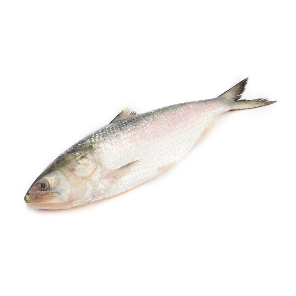 Hilsha Fish (0.700 - 0.799 Kg)